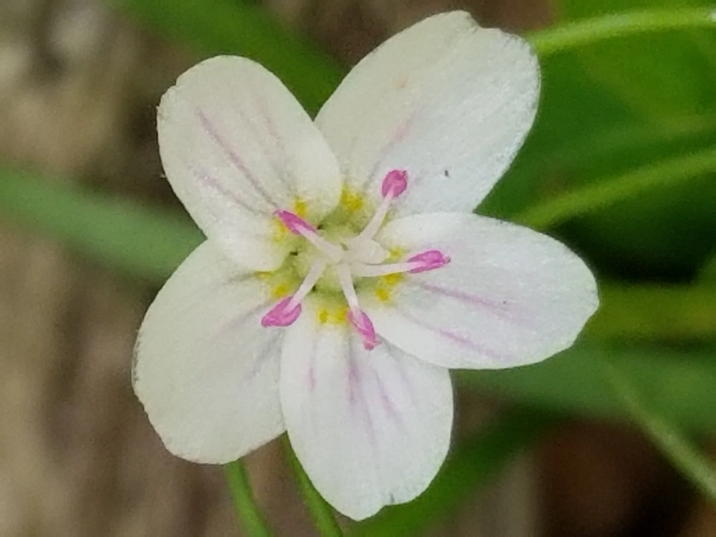 Discovering Native Spring Flowers in “the Wild” — The Brookdale
